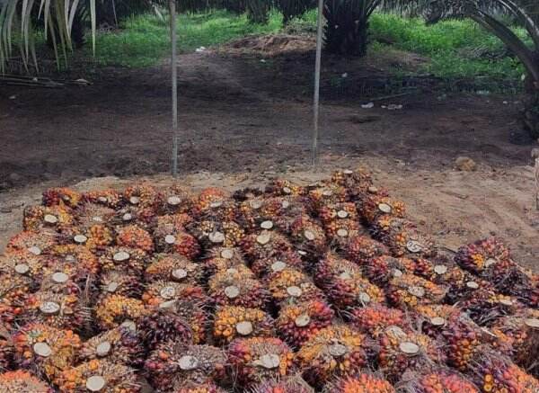 Petani Kelapa Sawit Soroti Aturan Tata Kelola Ekspor Komoditas SDA Petani Kelapa Sawit Soroti Aturan Tata Kelola Ekspor Komoditas SDA