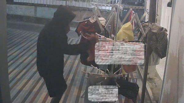 27 Celana Dalam Wanita di Tuban Raib dari Jemuran, Pencuri Terekam CCTV 27 Celana Dalam Wanita di Tuban Raib dari Jemuran, Pencuri Terekam CCTV