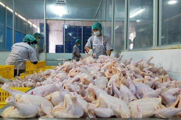 Pemerintah Tetapkan HAP Baru: Ayam Hidup Rp19.500 per Kg, Telur Rp24.000 per Kg Pemerintah Tetapkan HAP Baru: Ayam Hidup Rp19.500 per Kg, Telur Rp24.000 per Kg