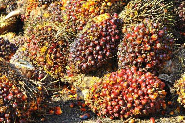 Ekspor CPO Semester I-2026 Melambat, BPS Soroti Dampak Penerapan B50 dan El Nino Ekspor CPO Semester I-2026 Melambat, BPS Soroti Dampak Penerapan B50 dan El Nino