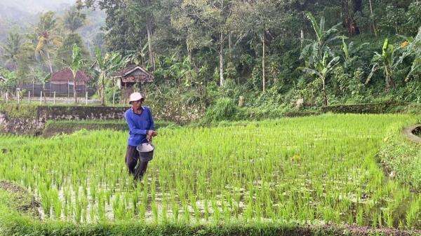 Ekosistem Ekonomi Hijau di Sektor Pertanian dan Industri Pengolahan Singkong Ekosistem Ekonomi Hijau di Sektor Pertanian dan Industri Pengolahan Singkong