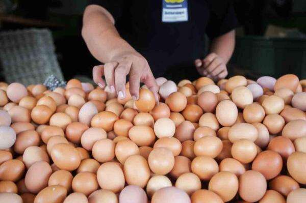 Indonesia Akan Ekspor Produk Unggas ke China dan Timteng Indonesia Akan Ekspor Produk Unggas ke China dan Timteng