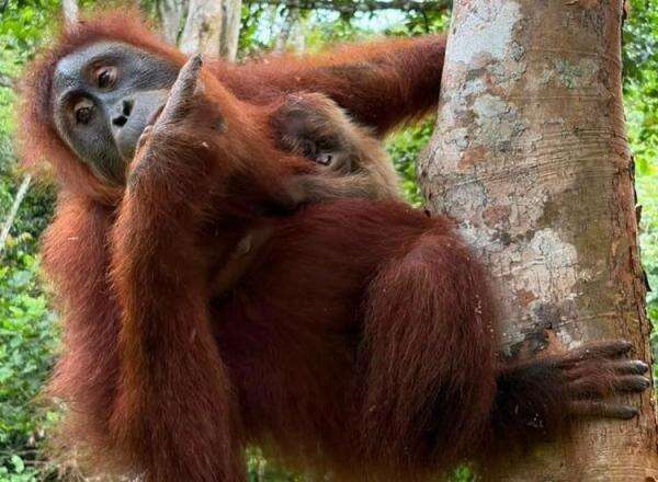 Bayi Orang Utan Lahir di Aceh, Hasil Program Rehabilitasi Kemenhut Bayi Orang Utan Lahir di Aceh, Hasil Program Rehabilitasi Kemenhut