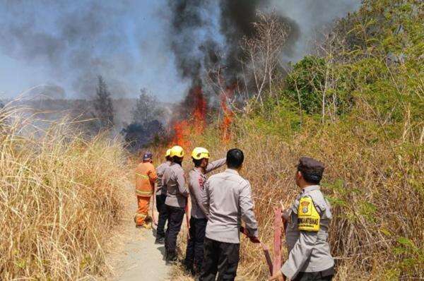 Karhutla di Mamasa Sulbar Hanguskan 5 Ha Lahan, Petugas Berjibaku Padamkan Api Karhutla di Mamasa Sulbar Hanguskan 5 Ha Lahan, Petugas Berjibaku Padamkan Api