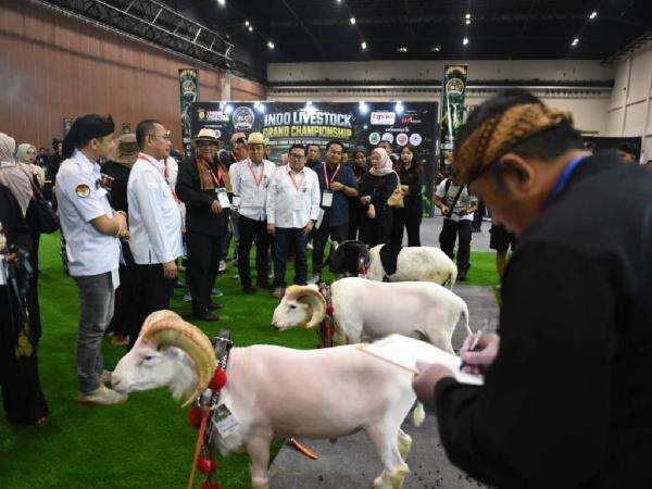 Viral Seni Ketangkasan Domba Garut Pertama Kali Digelar Indoor, Intip Keseruannya! Viral Seni Ketangkasan Domba Garut Pertama Kali Digelar Indoor, Intip Keseruannya!