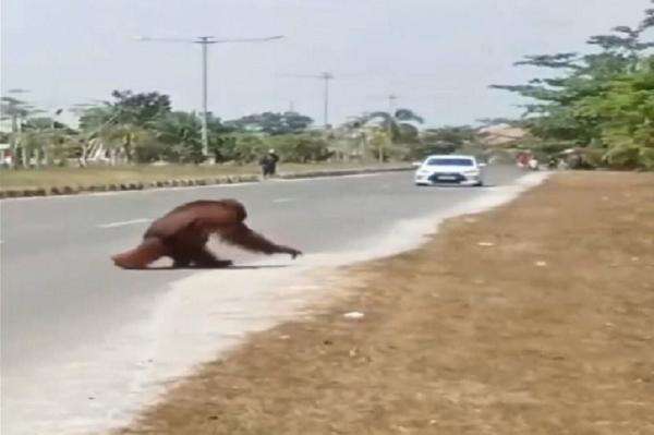 Viral Orangutan Masuk Perkantoran di Katingan, Diduga Kabur dari Hutan akibat Karhutla Viral Orangutan Masuk Perkantoran di Katingan, Diduga Kabur dari Hutan akibat Karhutla