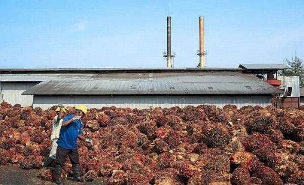 PSGO Buka Suara soal Peristiwa Kebakaran yang Melanda Pabrik Kelapa Sawit Anak Usaha PSGO Buka Suara soal Peristiwa Kebakaran yang Melanda Pabrik Kelapa Sawit Anak Usaha
