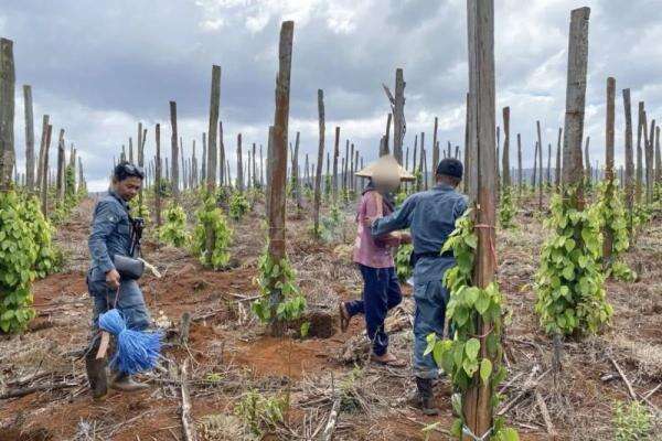 Kemenhut Bongkar Modus Jual Beli Garapan Ilegal di Hutan Lindung Luwu Timur Sulsel, 3 Orang Ditangkap Kemenhut Bongkar Modus Jual Beli Garapan Ilegal di Hutan Lindung Luwu Timur Sulsel, 3 Orang Ditangkap