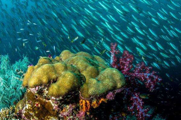 Sensasi Menjelajah Dasar Laut di Singapura, Mau Coba? Sensasi Menjelajah Dasar Laut di Singapura, Mau Coba?