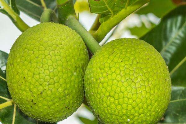 Sukun Disebut Superfood Lokal Indonesia, Guru Besar IPB Beberkan Keunggulannya Sukun Disebut Superfood Lokal Indonesia, Guru Besar IPB Beberkan Keunggulannya