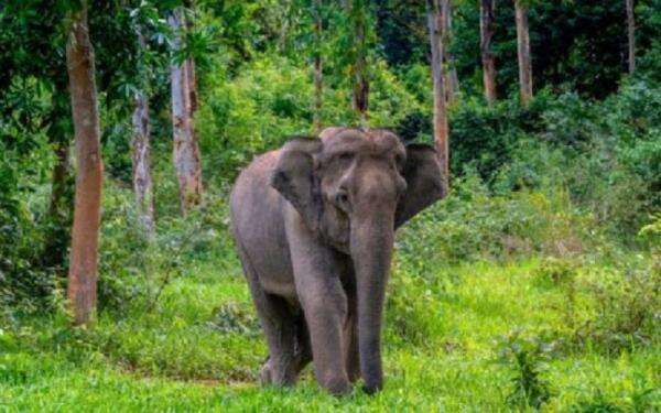Taman Nasional Way Kambas Terbakar, Kemenhut Pastikan Gajah Sumatra Selamat Taman Nasional Way Kambas Terbakar, Kemenhut Pastikan Gajah Sumatra Selamat