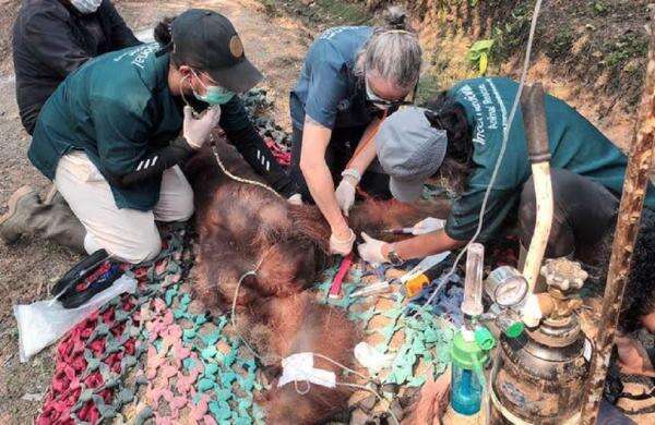 Orang Utan yang Sempat Viral Mati usai Ditemukan Kritis di Parit, Diduga Terpapar Asap Karhutla Orang Utan yang Sempat Viral Mati usai Ditemukan Kritis di Parit, Diduga Terpapar Asap Karhutla