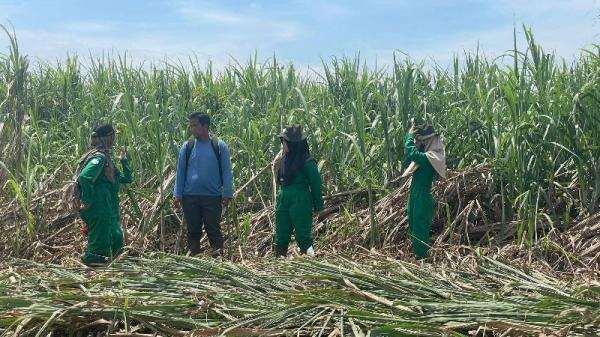 Pengamat Ragukan Aturan Wajib Kebun Tebu, Soroti Biaya Transformasi dan Ketersediaan Lahan Pengamat Ragukan Aturan Wajib Kebun Tebu, Soroti Biaya Transformasi dan Ketersediaan Lahan