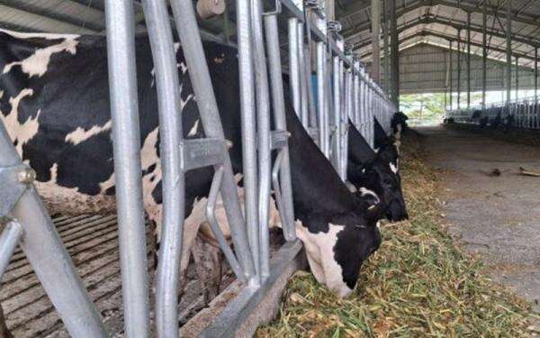 BEEF Jajaki Bisnis Peternakan Sapi Perah BEEF Jajaki Bisnis Peternakan Sapi Perah