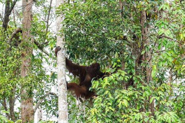 Lindungi Habitat Orang Utan, Pemerintah Siapkan Kawasan 87 Hektare di Kaltim Lindungi Habitat Orang Utan, Pemerintah Siapkan Kawasan 87 Hektare di Kaltim