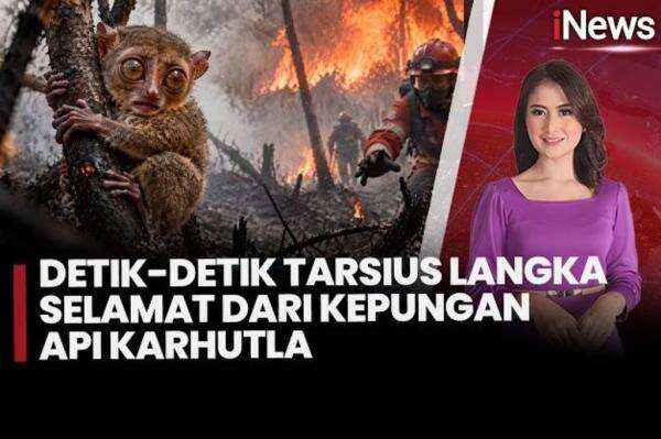 Tarsius Langka Tersedak Asap Karhutla, Ditemukan di Tengah Kebakaran di Bangka Tengah Tarsius Langka Tersedak Asap Karhutla, Ditemukan di Tengah Kebakaran di Bangka Tengah