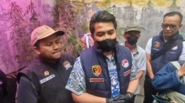 Belajar dari YouTube, PPPK Kementerian PU Tanam Puluhan Pohon Ganja hingga Ditangkap Polisi Belajar dari YouTube, PPPK Kementerian PU Tanam Puluhan Pohon Ganja hingga Ditangkap Polisi