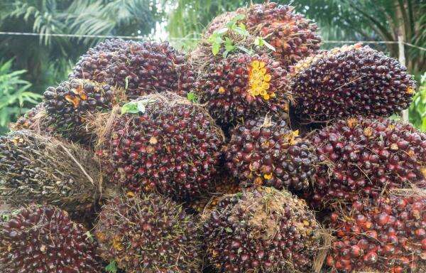 Harga CPO Naik 3 Hari, Ditopang Risiko El Nino dan Minyak Kedelai Harga CPO Naik 3 Hari, Ditopang Risiko El Nino dan Minyak Kedelai