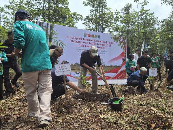Kepala BPGMN Buka-bukaan soal Pemulihan Ekosistem Gambut Imbas Karhutla Kepala BPGMN Buka-bukaan soal Pemulihan Ekosistem Gambut Imbas Karhutla