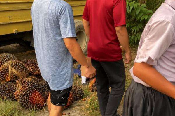 Kecelakaan Truk Sawit Terguling Timpa 10 Siswi SMP di Labuhanbatu, 1 Orang Tewas Kecelakaan Truk Sawit Terguling Timpa 10 Siswi SMP di Labuhanbatu, 1 Orang Tewas