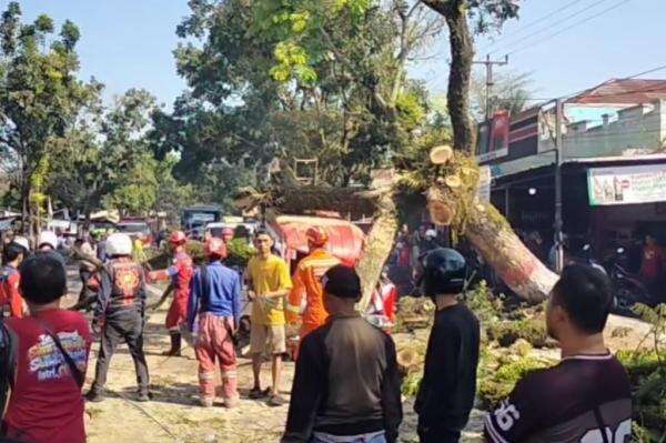 Pohon Mahoni 15 Meter Tumbang di Cianjur, 3 Kendaraan Tertimpa Pohon Mahoni 15 Meter Tumbang di Cianjur, 3 Kendaraan Tertimpa
