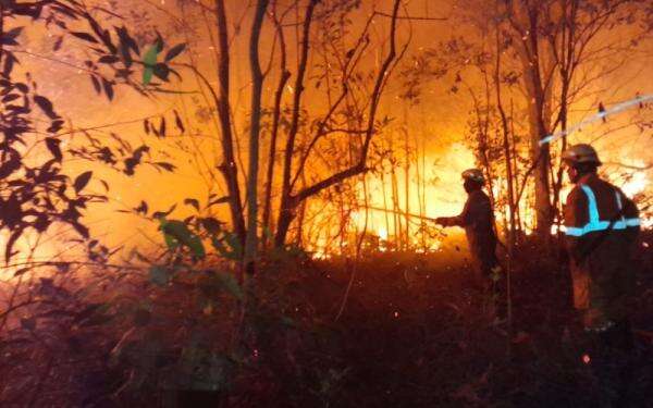 Kemenhut Sanksi Enam Perusahaan Imbas Karhutla di Kalimantan Kemenhut Sanksi Enam Perusahaan Imbas Karhutla di Kalimantan