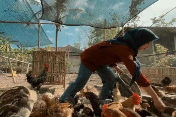 Inspiratif! Mahasiswa UGM Pakai Beasiswa Rp500.000 Rintis Peternakan Ayam hingga Punya Puluhan Indukan Inspiratif! Mahasiswa UGM Pakai Beasiswa Rp500.000 Rintis Peternakan Ayam hingga Punya Puluhan Indukan