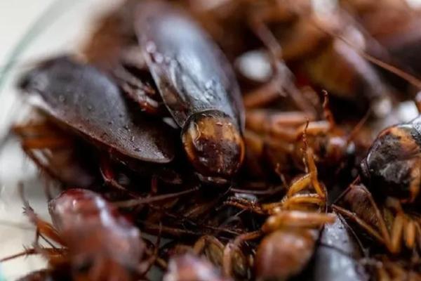 Jangan Injak Kecoak sampai Gepeng, Ini Risiko Bakteri dan Cara Membersihkannya Jangan Injak Kecoak sampai Gepeng, Ini Risiko Bakteri dan Cara Membersihkannya