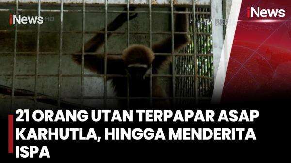 Dampak Buruk Asap Karhutla Kalimantan: 21 Orangutan Terserang ISPA hingga Mati Mengenaskan Dampak Buruk Asap Karhutla Kalimantan: 21 Orangutan Terserang ISPA hingga Mati Mengenaskan