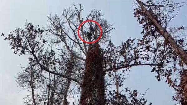 Pilu! Induk Orangutan Luka Bakar Ditemukan Bersama Bayinya di Tengah Karhutla Kalteng Pilu! Induk Orangutan Luka Bakar Ditemukan Bersama Bayinya di Tengah Karhutla Kalteng