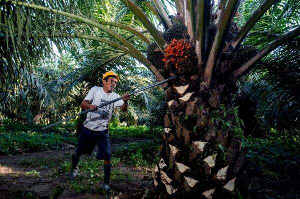 Produksi CPO RI Capai 53 Juta Ton, Hilirisasi Sawit Perlu Dipercepat Produksi CPO RI Capai 53 Juta Ton, Hilirisasi Sawit Perlu Dipercepat