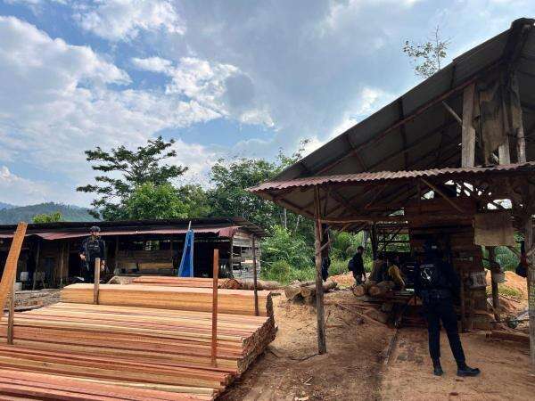 Polisi Bongkar Sawmill Ilegal di Kampar, 780 Batang Kayu Olahan Disita Polisi Bongkar Sawmill Ilegal di Kampar, 780 Batang Kayu Olahan Disita