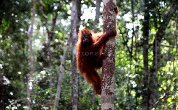 Kawal Perlindungan Satwa, Kawasan Hutan Jangan Mudah Dijadikan Area Pertambangan Kawal Perlindungan Satwa, Kawasan Hutan Jangan Mudah Dijadikan Area Pertambangan