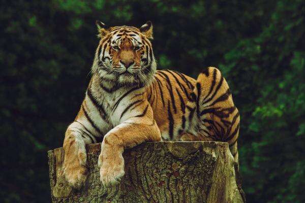 Pria Tewas Diserang Usai Nekat Masuk Kandang Harimau di Kebun Binatang Inggris Pria Tewas Diserang Usai Nekat Masuk Kandang Harimau di Kebun Binatang Inggris
