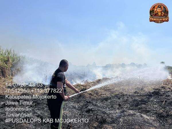 BNPB: Karhutla Landa di Tiga Daerah pada Pertengahan Juli 2026, Total Lahan Terbakar 19,22 Hektare BNPB: Karhutla Landa di Tiga Daerah pada Pertengahan Juli 2026, Total Lahan Terbakar 19,22 Hektare
