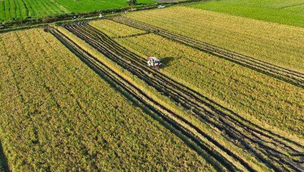 Produksi Naik, Indonesia Produsen Beras Terbesar Keempat Dunia Produksi Naik, Indonesia Produsen Beras Terbesar Keempat Dunia