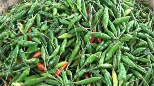 Harga Pangan Awal Pekan Mayoritas Turun, Cabai Rawit Hijau Jadi Rp40.000 per Kg Harga Pangan Awal Pekan Mayoritas Turun, Cabai Rawit Hijau Jadi Rp40.000 per Kg