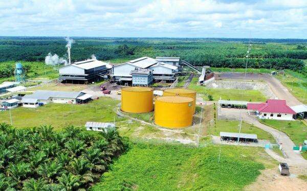 PNGO Berganti Nama Jadi AEP Pinago Plantations usai Diakuisisi Raksasa Sawit Malaysia PNGO Berganti Nama Jadi AEP Pinago Plantations usai Diakuisisi Raksasa Sawit Malaysia