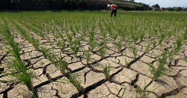 Sawah dan Irigasi Rusak akibat Gempa NTT, Mentan: Kita Perbaiki, Kirim Alsintan Sawah dan Irigasi Rusak akibat Gempa NTT, Mentan: Kita Perbaiki, Kirim Alsintan