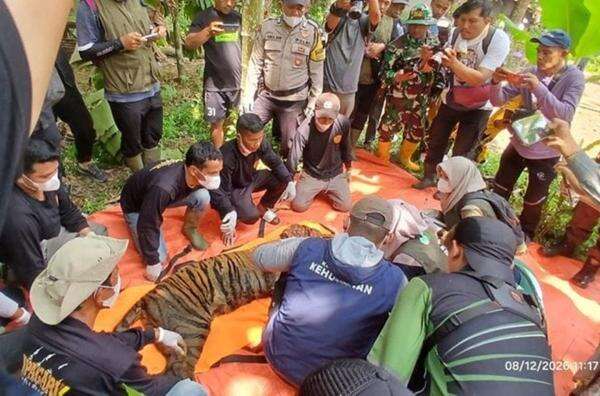 Dibantu Warga, Kemenhut Tangkap Harimau Sumatera Dekat Sekolah Dibantu Warga, Kemenhut Tangkap Harimau Sumatera Dekat Sekolah