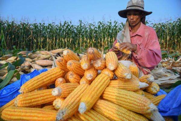 Jaga Stabilitas Harga, 300 Ribu Ton Jagung Petani Bakal Diserap Bulog Jaga Stabilitas Harga, 300 Ribu Ton Jagung Petani Bakal Diserap Bulog