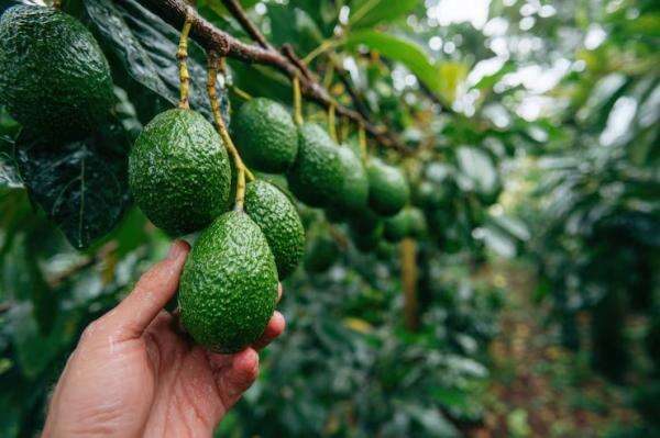 Ini Jenis Pupuk untuk Pohon Alpukat di Rumah agar Tumbuh Subur dan Sering Berbuah Ini Jenis Pupuk untuk Pohon Alpukat di Rumah agar Tumbuh Subur dan Sering Berbuah
