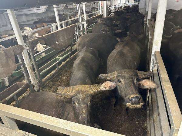 RI Impor Kerbau Australia, Cara Jaga Ketahanan Pangan RI Impor Kerbau Australia, Cara Jaga Ketahanan Pangan