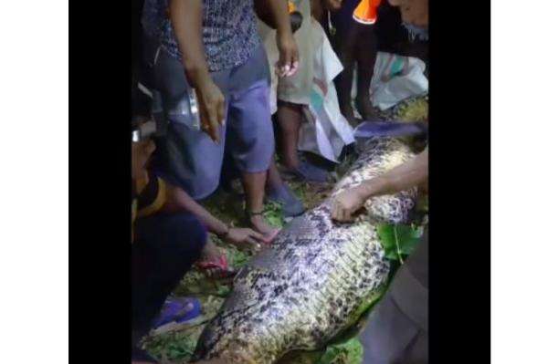 Ngeri! Warga Kepulauan Sula Ditemukan Tewas dalam Perut Ular Piton Raksasa Ngeri! Warga Kepulauan Sula Ditemukan Tewas dalam Perut Ular Piton Raksasa