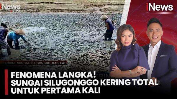 Kekeringan Ekstrem Melanda Pati, Sungai Silugonggo Kering Total, Jutaan Ikan Mati Berserakan Kekeringan Ekstrem Melanda Pati, Sungai Silugonggo Kering Total, Jutaan Ikan Mati Berserakan