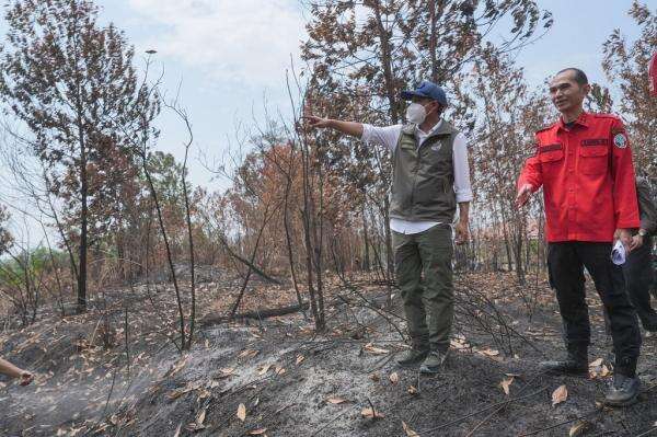 Menhut Pantau Karhutla di Kaltim: Jangan sampai Habitat Orangutan Terganggu Menhut Pantau Karhutla di Kaltim: Jangan sampai Habitat Orangutan Terganggu