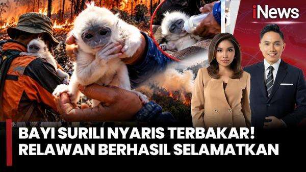 Aksi Heroik Relawan Selamatkan Bayi Surili yang Lemas Terkepung Karhutla di Gunung Ciremai Aksi Heroik Relawan Selamatkan Bayi Surili yang Lemas Terkepung Karhutla di Gunung Ciremai