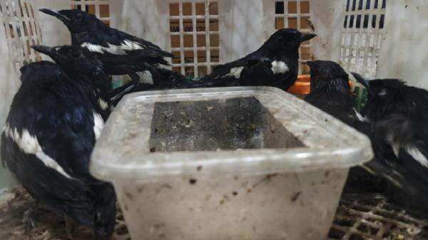 Karantina Jatim Gagalkan Penyelundupan 69 Burung Kicau Tanpa Dokumen dari Balikpapan Karantina Jatim Gagalkan Penyelundupan 69 Burung Kicau Tanpa Dokumen dari Balikpapan