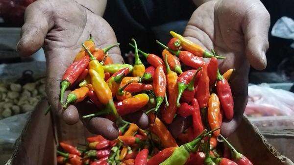 Harga Cabai Makin Pedas! Rawit Merah Tembus Rp102.250 per Kg Harga Cabai Makin Pedas! Rawit Merah Tembus Rp102.250 per Kg