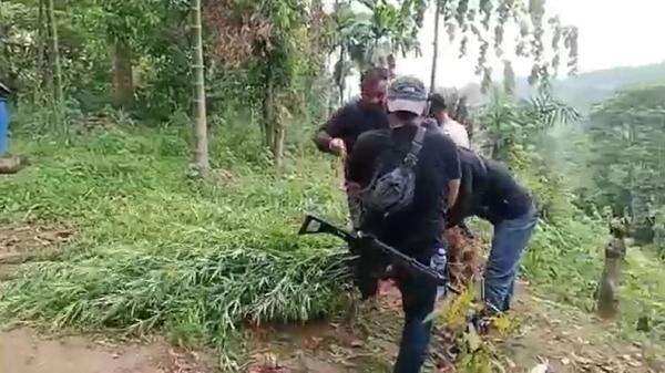 Ladang Ganja Ditemukan di Langkat, Tinggi Batang Pohon 2 Meter Ladang Ganja Ditemukan di Langkat, Tinggi Batang Pohon 2 Meter